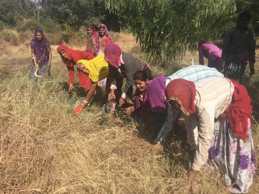 the big annual clean up of monsoon grasses in the Big Garden